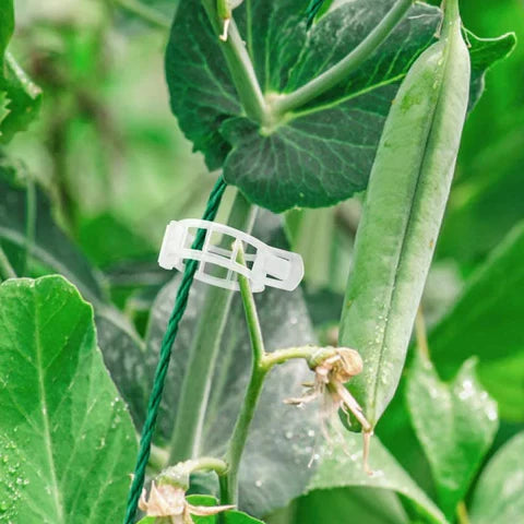 Clipsuri plante